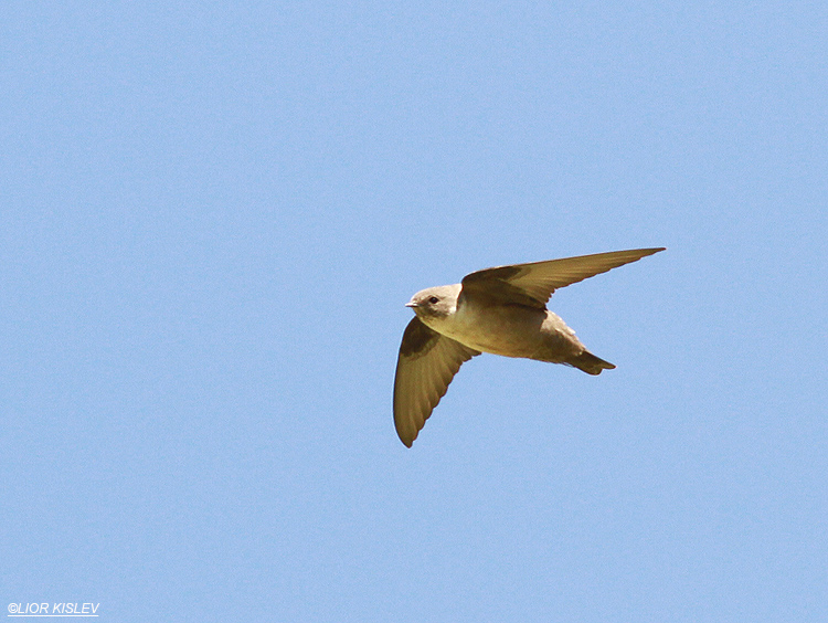 Crag Martin Ptyonoprogne rupestris   mt Susita, Golan heights 14-01-13, Lior Kislev